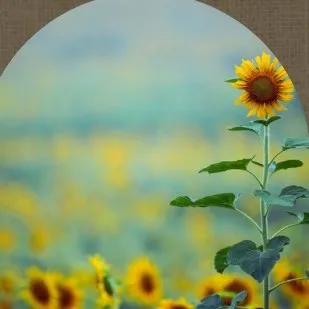 Creating Sunshiine