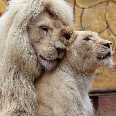 Zen Life Management LLC, CLEANERS