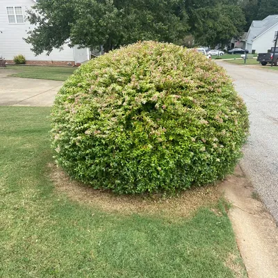 Evergreen Lawn care and Construction LLC