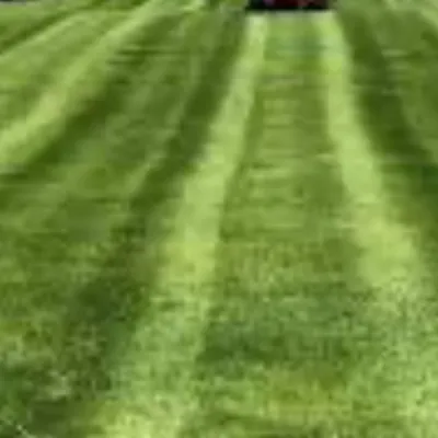 Stinger landscaping