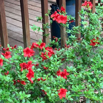Debra’s Dreams Landscaping and Design