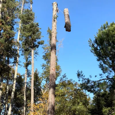 Rivera’s trees service.