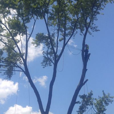 Pro Landscaping Illumination and Tree Service