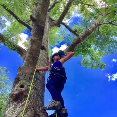 New Leaf Arboriculture