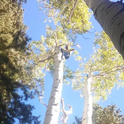 Dutchman Tree Care