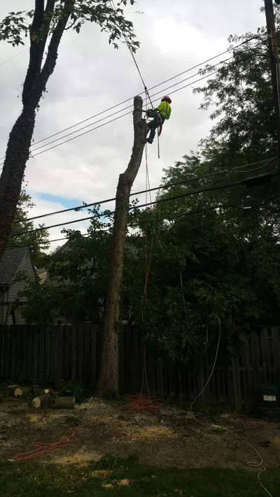 Encino Trees ?