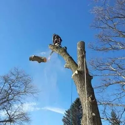 Spartan Tree Care LLC