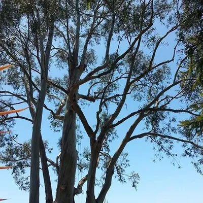 segura tree care