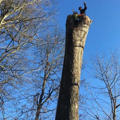 MW TREE Service LLC