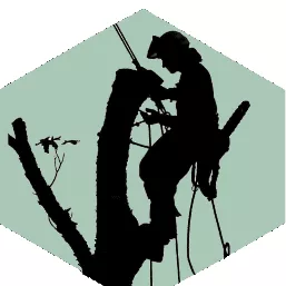 Mike's Pruning & Tree Care LLC. CCB#209478