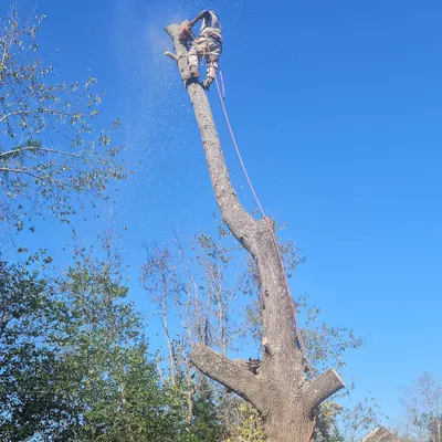 Paul Bunyon tree service llc
