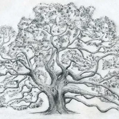 Twisted oak carpentry