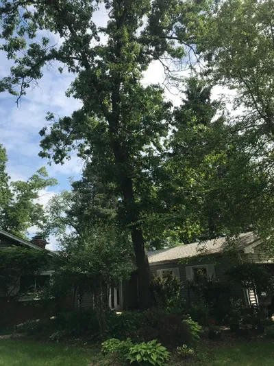 Executive Arbor Care