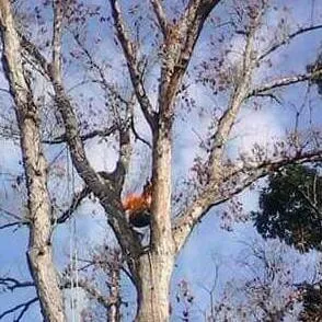 Tree Tech wnc