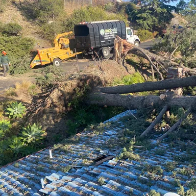 Miabella Expert Tree Care inc