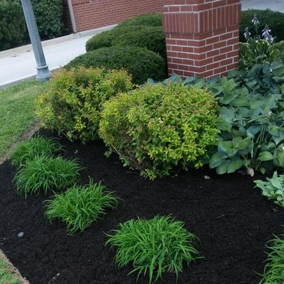 Bustamante  lawn care LLC