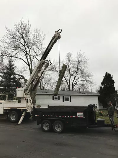 Allied Tree