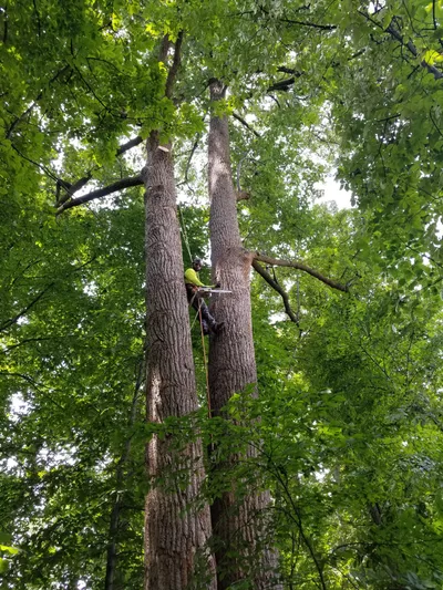 Villatoro's Tree service LLC