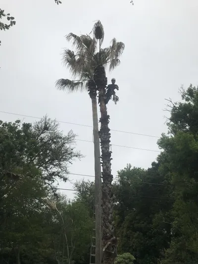 Tree of Life