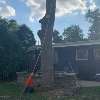 ED tree service LLC