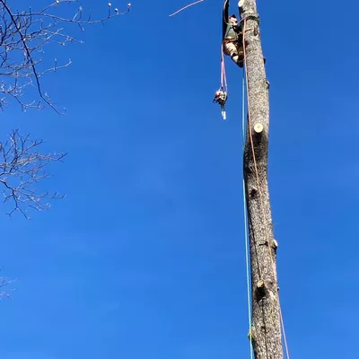 Martinez tree service