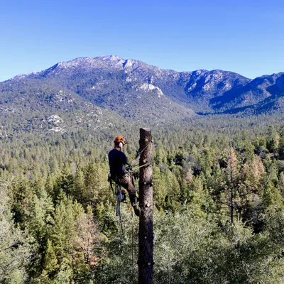 Pacific Slope Tree Company