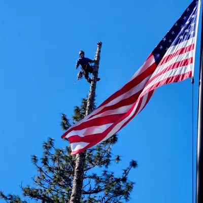 Loughnan tree service
