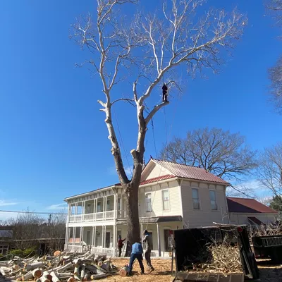 Ricardo,lawn & tree service