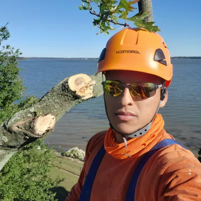 galicia's tree expert