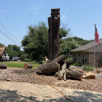 Mite tree services