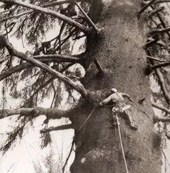 Hennessy Tree Care.