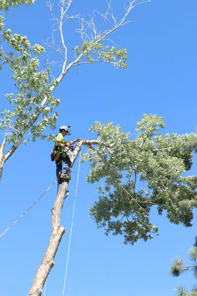 Cut & Leave Tree Service