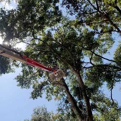 Central Florida Prestige Tree Services