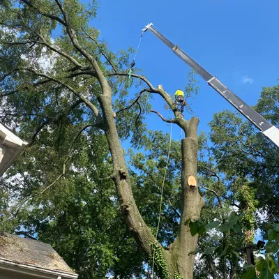 Matías Tree Service