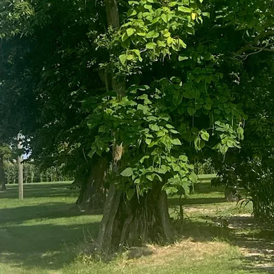 All Tree Services