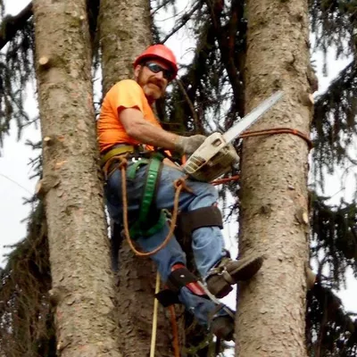 All Seasons Tree Service