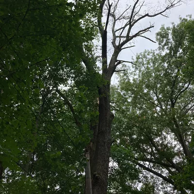 Cruz Tree Services