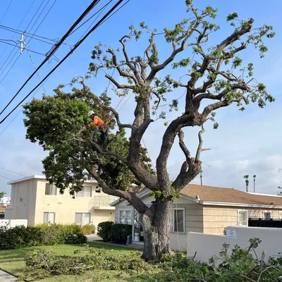 A+ Tree Service