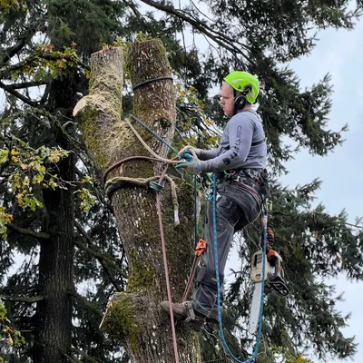 ARBOR VISION TREE SERVICE LLC