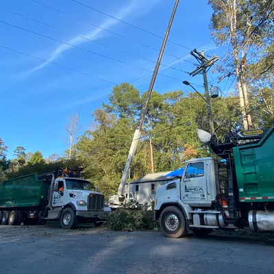 Apex Tree Service
