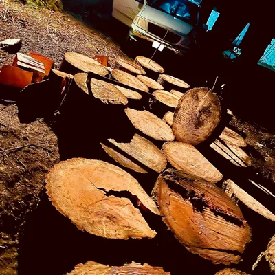 Burning trees