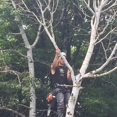 Evolve Tree Experts