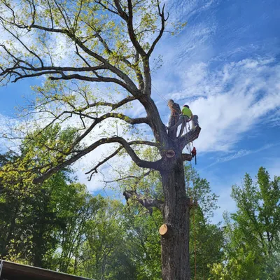 WBH Tree Care LLC