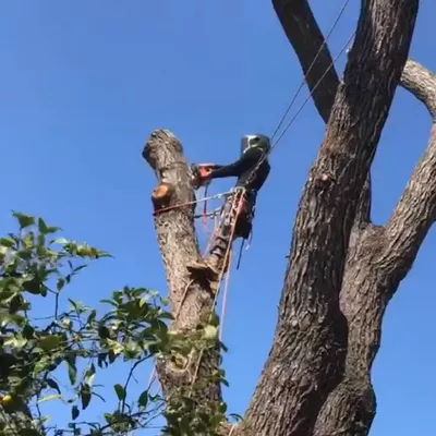 Isaiah’s tree service