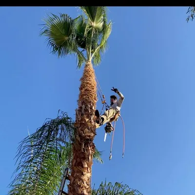 Fernando’s tree service