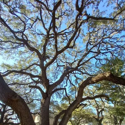 Tovar Lawn Tree Service