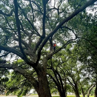 Lakeview Lumberjacks Tree Service