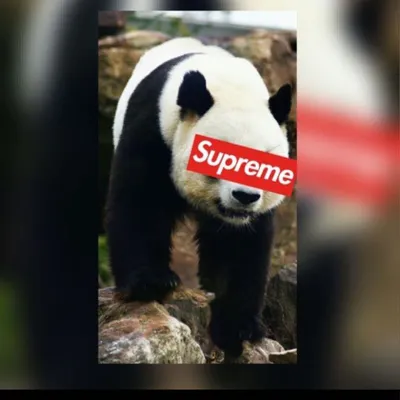 Panda tree service & landscaping LLC