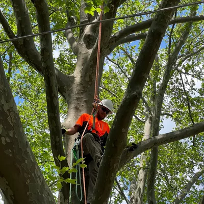 5 Stars Tree Service