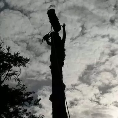 TOP TIER TREE CARE CA LICENSE # 1107303
